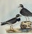 Prideaux John Selby (1788-1867) "Ring Plover Young & Old and Kentish Plover." Hand-colored engraving from Selby's...