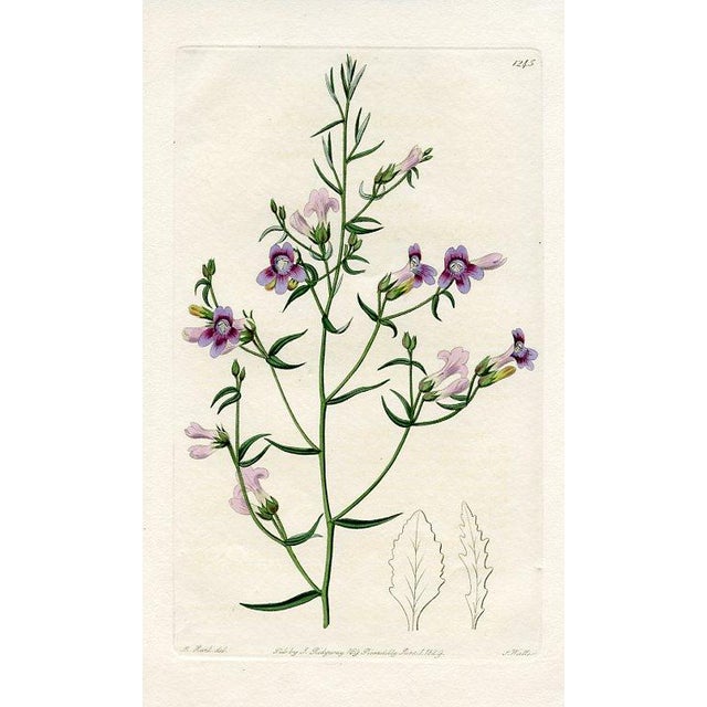 Original early-1800s hand colored engraving that appeared in "The Botanical Register", a British horticultural journal...