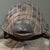 Antique Hand Carved Folk Art Turtle Sculpture For Sale - Image 4 of 12