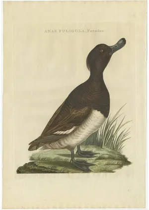 Sepp & Nozeman, Female Tufted Duck, 1797, Paper