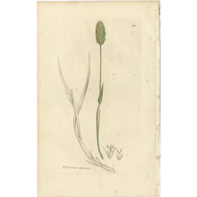 After James Sowerby, Botanical Illustrations of Cottongrass and Coastal Grasses, 1830s, Engravings, Set of 8 For Sale - Image 9 of 10