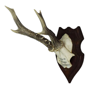 Black Forest Red Deer Trophy on Wooden Plaque 1954