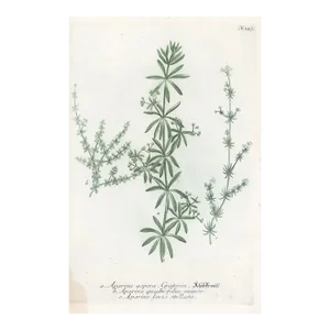 1730s Johann Wilhelm Weinmann Botanical Engraving