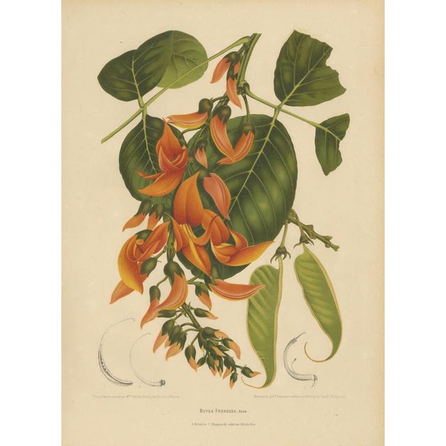 Berthe Hoola van Nooten, Flame of the Forest, 1880, Chromolithograph For Sale - Image 3 of 9
