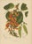 Berthe Hoola van Nooten, Flame of the Forest, 1880, Chromolithograph For Sale - Image 3 of 9