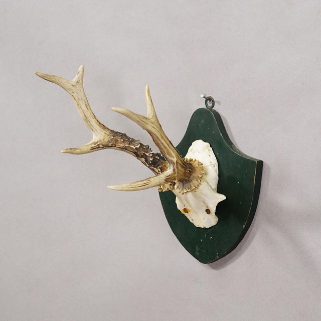 Black Forest Red Deer Trophy on Plaque - Salem Germany 1861 Item e8162 An antique trophy of a 6-pointer red deer (Cervus...