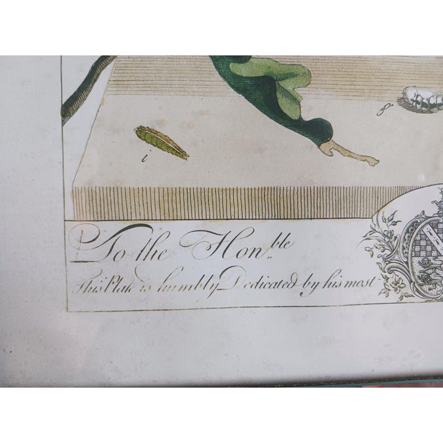 Silver 1700's Butterfly Natural History Engravings Reproductions in Contemporary Mirror Frames For Sale - Image 8 of 14