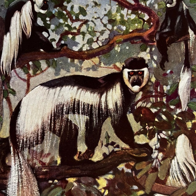 Illustration Antique Guereza Monkey Print For Sale - Image 3 of 3