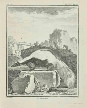 Jean Charles Baquoy, Le Chincher, Etching, 1771