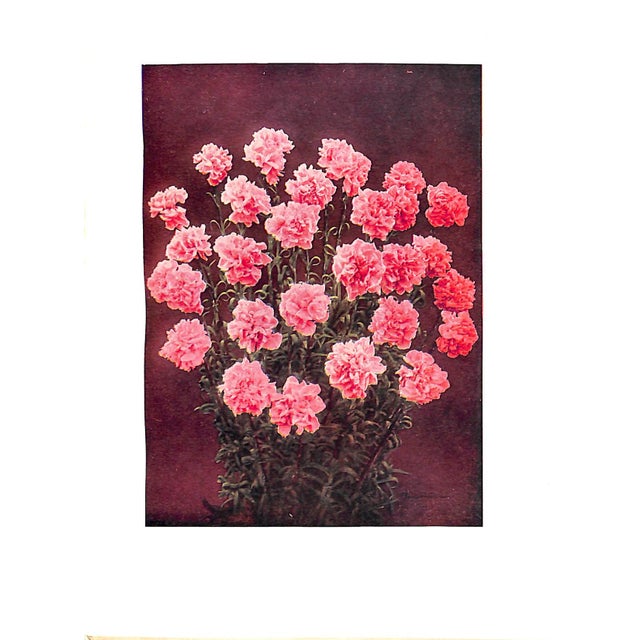 Paper "Carnations & Pinks" 1919 Cook, t.h., Douglas, James, McLeod, j.f. For Sale - Image 7 of 9