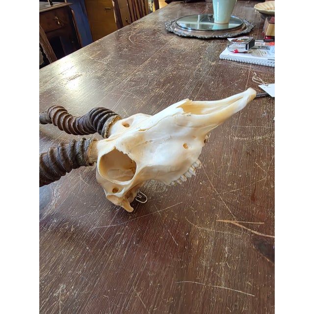 Rustic Blackbuck Skull For Sale - Image 9 of 11