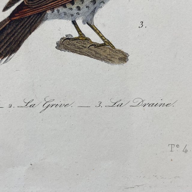 Paper French Antique 18th Century "La Rousserolle" Bird Engraving Hand Colored Artwork For Sale - Image 7 of 8