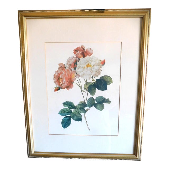 Gold Bead Framed Vintage Rose Print in the Style of Pierre Joseph Redoute (1759-1840) For Sale