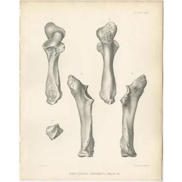 Marsh, Paleontology Illustrations of a Dinoceras Mirabile, 1886, Prints, Set of 4 For Sale - Image 4 of 6