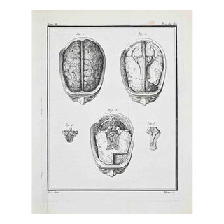 Jacques Baron, Anatomical Studies, Human Brain, Etching, 1771 For Sale