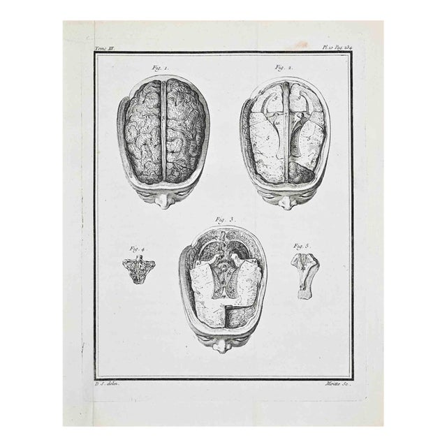 Jacques Baron, Anatomical Studies, Human Brain, Etching, 1771 For Sale