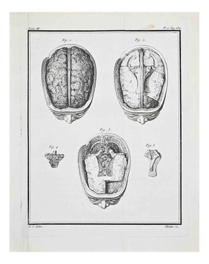 Jacques Baron, Anatomical Studies, Human Brain, Etching, 1771