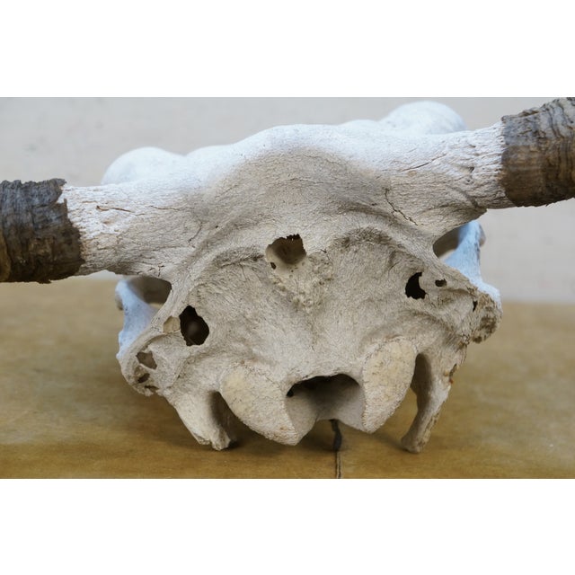 Western Southwestern Longhorn Cow Bull Steer Skull Horns Taxidermy 26" For Sale - Image 9 of 16