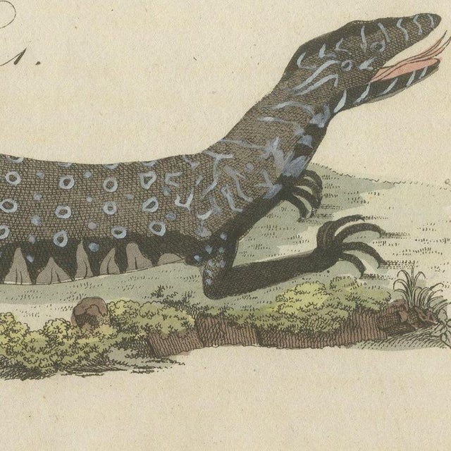 Paper Bertuch, Monitor, Basilisk and Flying Dragon, 1805, Print For Sale - Image 7 of 12