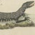 Paper Bertuch, Monitor, Basilisk and Flying Dragon, 1805, Print For Sale - Image 7 of 12