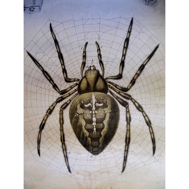 This antique lithograph was used for biology courses.