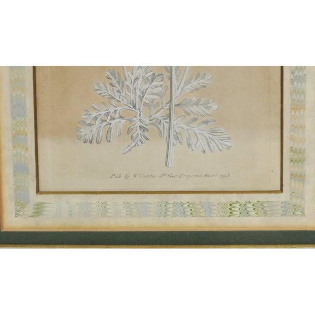 Late 18th Century Late 18th Century William Curtis Botanical Engravings, 1798, Pair in Custom Gilt Frames For Sale - Image 5 of 9