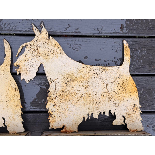 These 2 Scottish Terriers would be a fun addition to any home, in the garden or inside the house.