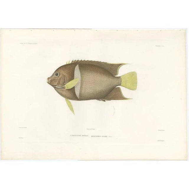This vibrant and finely hand-colored lithograph features Holacanthus passer, commonly known as the King Angelfish, or...