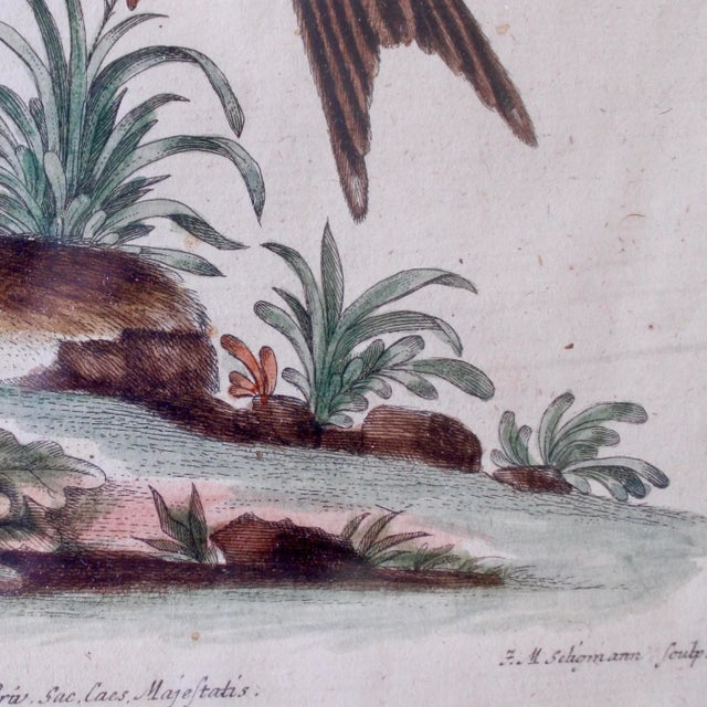 Mid 18th Century Mid 18th Century Bird Engravings by George Edwards - a Pair For Sale - Image 5 of 13