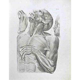Paolo Mascagni, Anatomy, Plate 9, Etching, 1810 For Sale