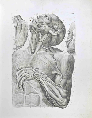 Paolo Mascagni, Anatomy, Plate 9, Etching, 1810