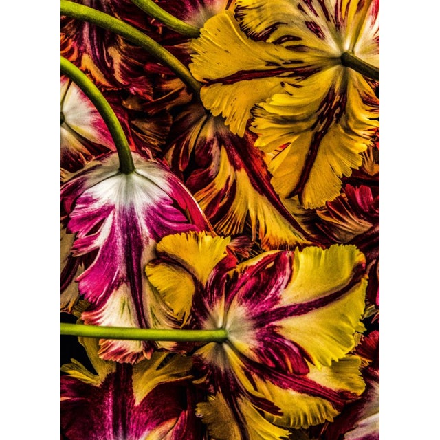 Tulipa “Flaming Parrot” I by Dale Grant – Signed Limited Edition Botanical Photograph | Archival Fine Art Print (Unframed) For Sale