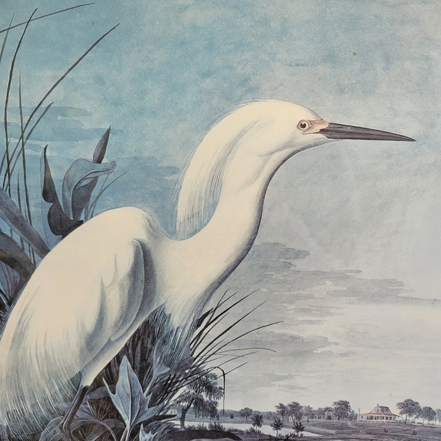 White Egret" by John James Audubon Vintage Print Framed in Beautiful Antique Walnut Frame. This illustration is part of...
