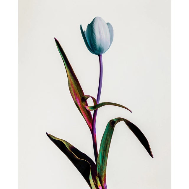 Guy Sargent, Tulip Mania, Print For Sale - Image 6 of 6