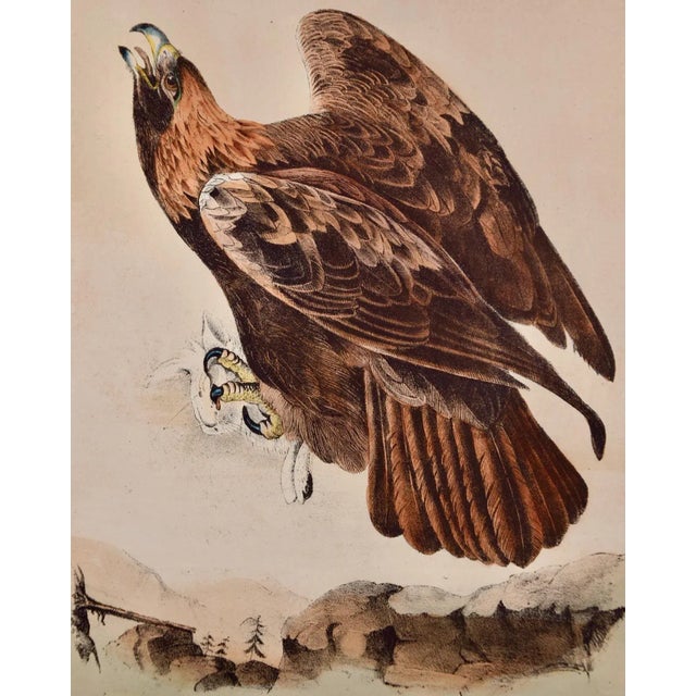 This is an original John James Audubon hand-colored lithograph entitled "Golden Eagle", No. 3, Plate 12 from Audubon's...
