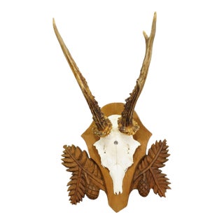 Black Forest Vintage Roe Deer Trophy on Carved Plaque 1950s For Sale