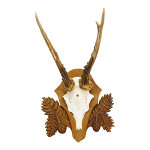 Black Forest Vintage Roe Deer Trophy on Carved Plaque 1950s