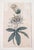 We are selling this great 18th century hand colored Copper Engraving. This engraving is plate number 28 featuring...