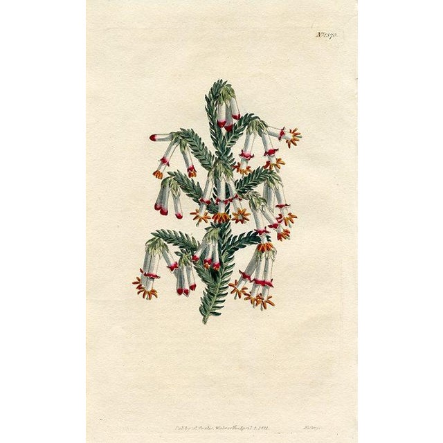 Original early-1800s hand-colored botanical print published in "Curtis's Botanical Magazine", the oldest and longest...