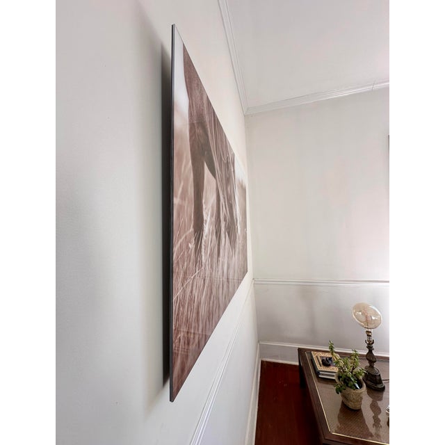 Wild Horse the Outer Banks, North Carolina Limit Edition of 5 Photographs Adhered to Plexiglass “Evening Grazer” by Award Winning Artist Lisa Cueman For Sale In Columbia, SC - Image 6 of 12