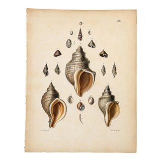 Spindle & Turret Shells | Original Hand-Colored Shell Engraving – Captain Thomas Brown, Plate LVII | C. 1827 For Sale