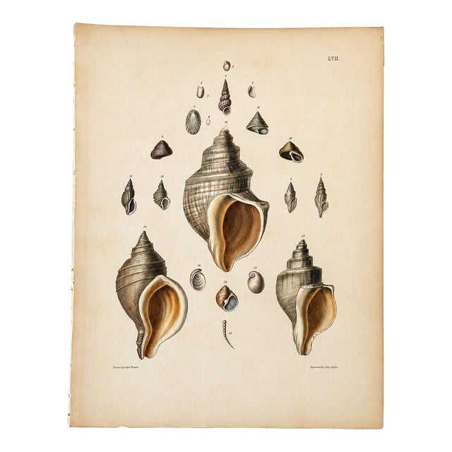 Spindle & Turret Shells | Original Hand-Colored Shell Engraving – Captain Thomas Brown, Plate LVII | C. 1827 For Sale