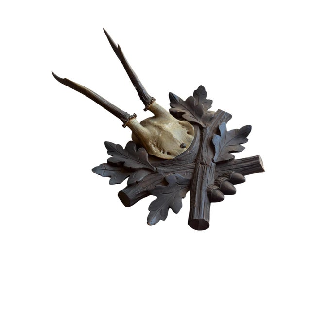 Roe Deer Trophy mounted on a wood plaque with oak leaves and acorns