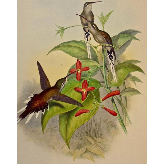 Printmaking Materials Salle's Hermit Hummingbirds: A 19th C. Gould Hand-Colored "Phaethornis Augusti", 1850 For Sale - Image 7 of 10