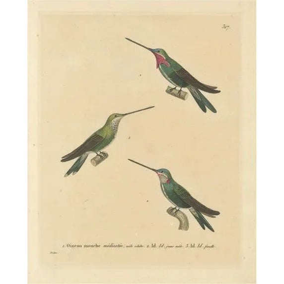 Huet & Prêtre, Hummingbird Illustrations, 1838, Paper For Sale - Image 6 of 6