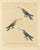 Huet & Prêtre, Hummingbird Illustrations, 1838, Paper For Sale - Image 6 of 6