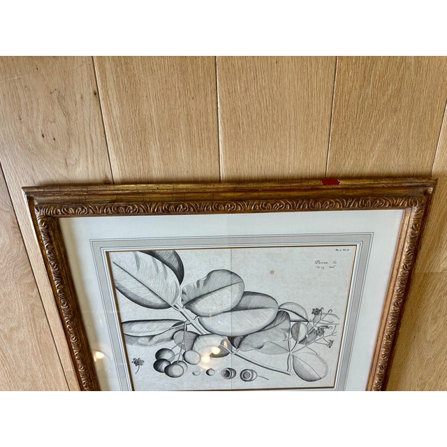 Dennis & Leen Botanical Print With Gilded Frame – DL-Art 38 For Sale - Image 4 of 9