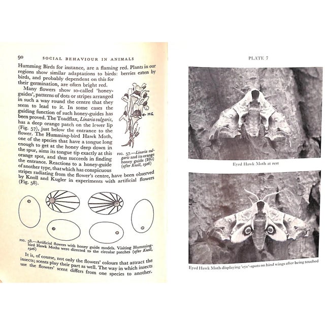Paper "Social Behaviour in Animals With Special Reference to Vertebrates" 1965 Tinbergen, N. For Sale - Image 7 of 11