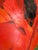 Abstract "Poppy Flower" Modern Original Oil Painting, by Jennifer Hohlfelder For Sale - Image 3 of 9