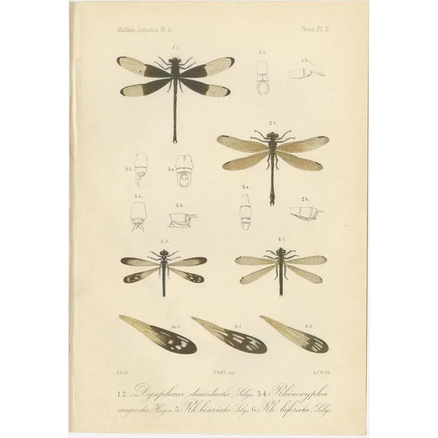 P. W. M. Trap, Sumatra Dragonfly and Insect Fauna Studies, 1887, Lithographs on Paper, Set of 6 For Sale - Image 3 of 10